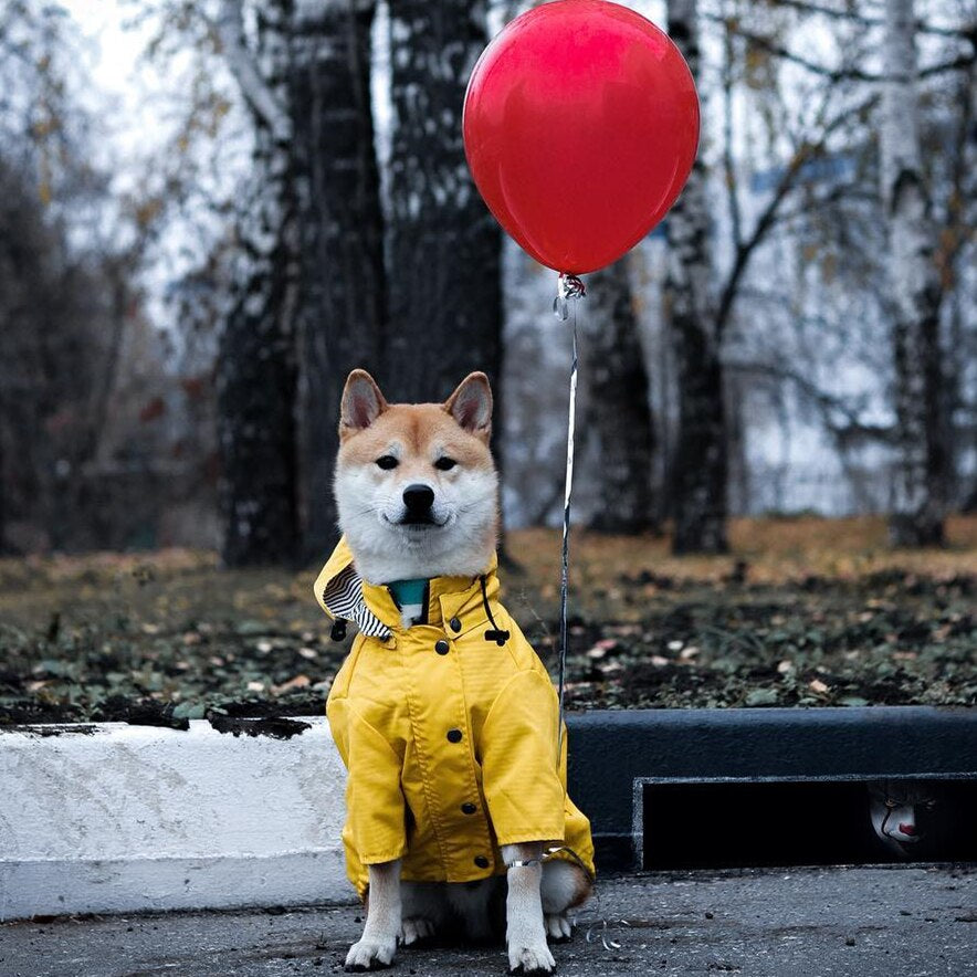 Shiba Inu im gelben Regenmantel auf nassem Asphalt
