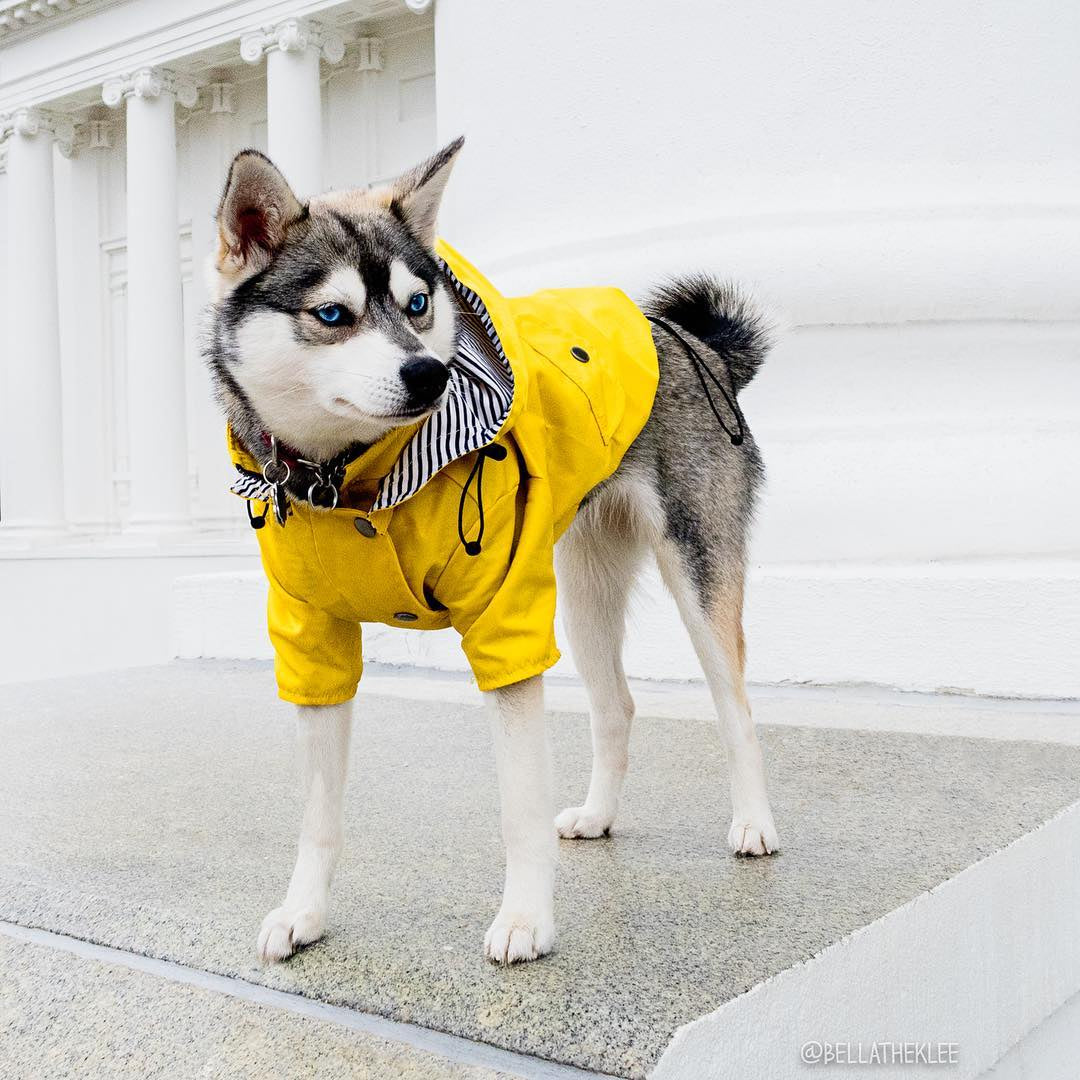 Husky im gelben Regenmantel mit hochgestellter Kapuze