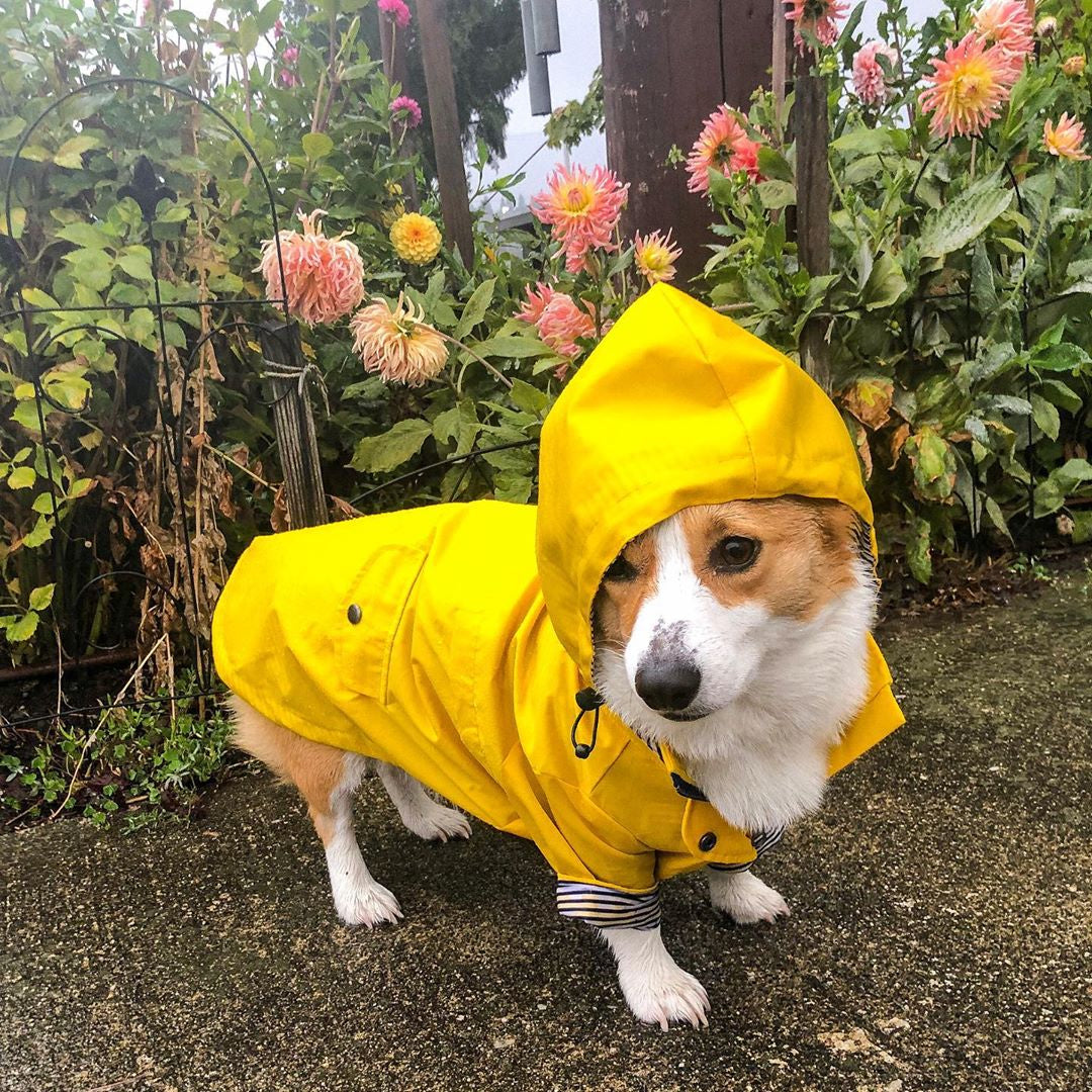 Corgi im gelben Regenmantel vor blühenden Dahlien
