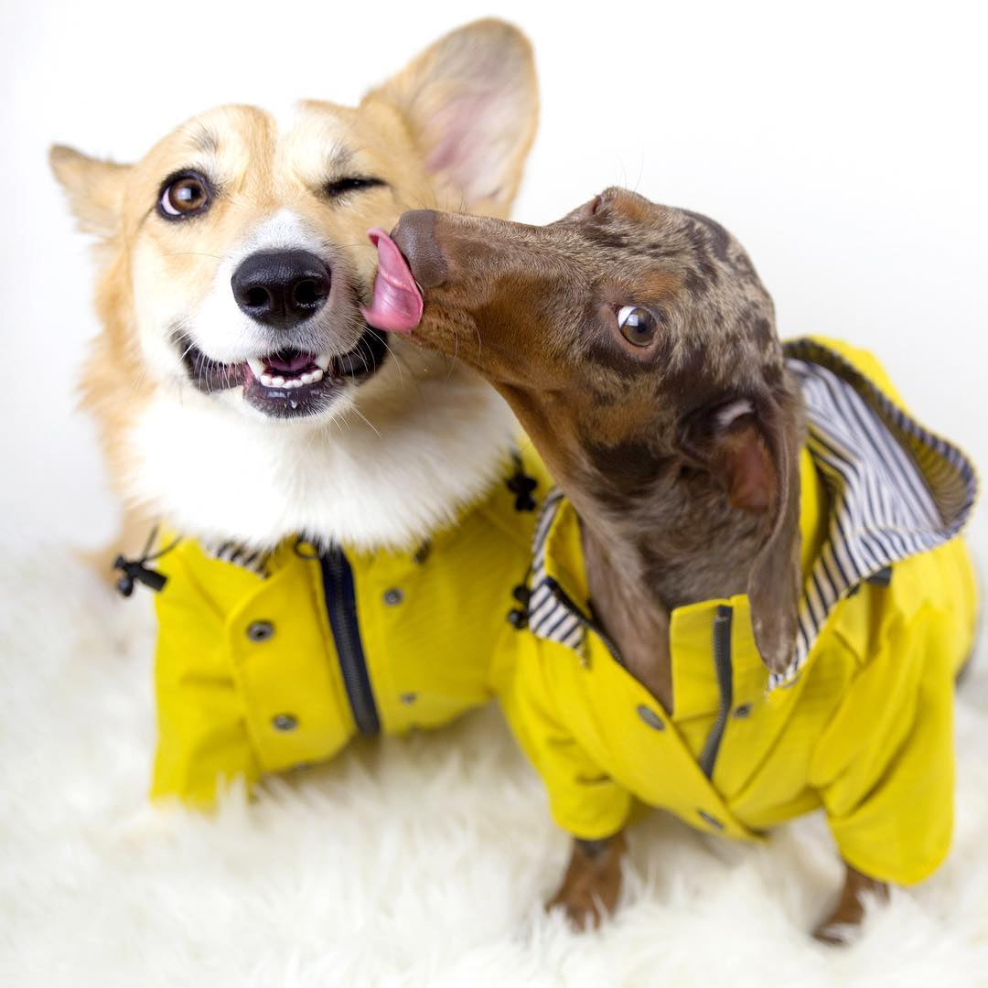 Corgi und Dackel in gelben Regenmänteln mit Kapuze